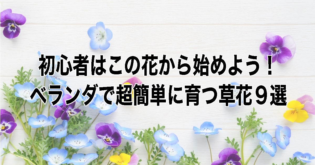 初心者向けベランダで簡単い育つ花